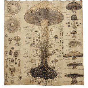 Vintage Mushroom Botanical Chart (5)