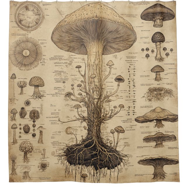 Vintage Mushroom Botanical Chart (5) (Front)
