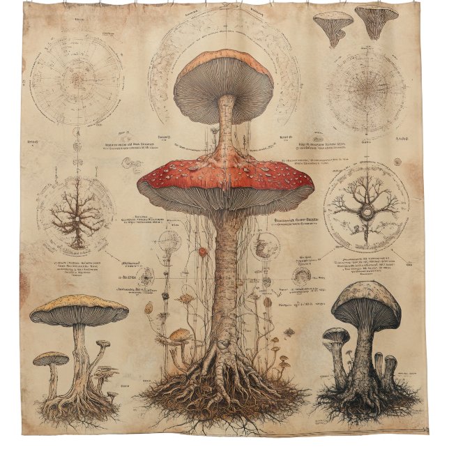 Vintage Mushroom Botanical Chart (8) (Front)