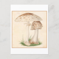 Vintage Mushroom Botanical Illustration Postcard