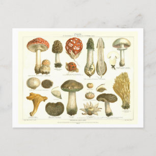 Vintage Mushroom Botanical Postcard