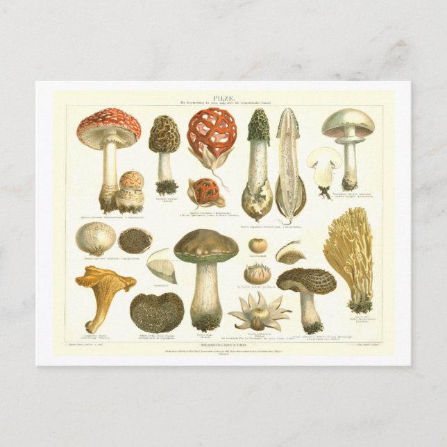 Vintage Mushroom Botanical Postcard (Front)