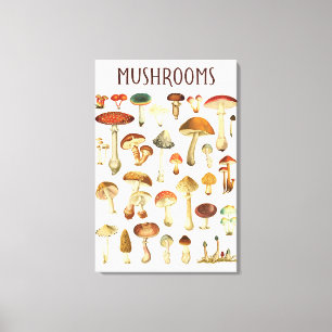 Vintage Mushroom Chart  Canvas Print