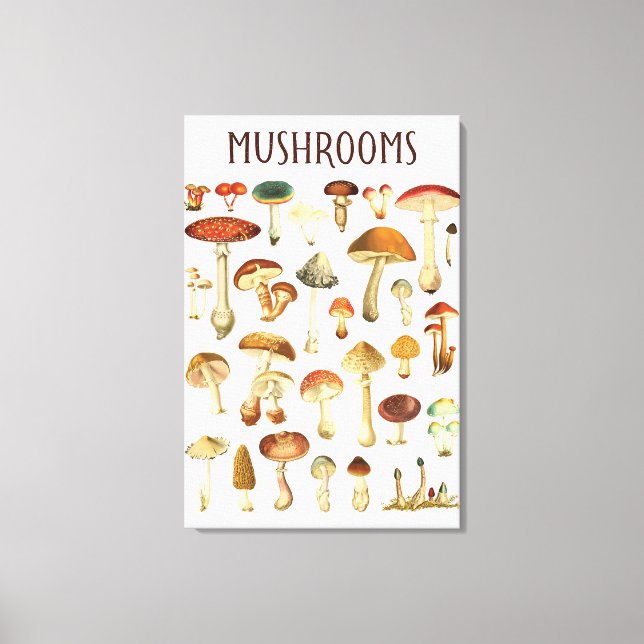 Vintage Mushroom Chart  Canvas Print (Front)