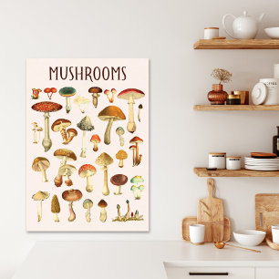 Vintage Mushroom Chart Canvas Print