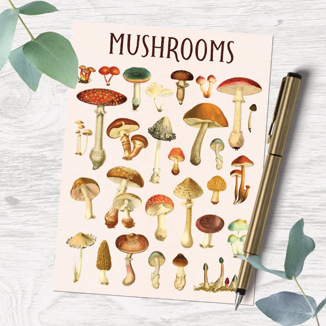 Vintage Mushroom Chart  Postcard (In situ on wood table)
