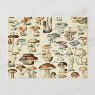 Vintage Mushroom Chart Postcard