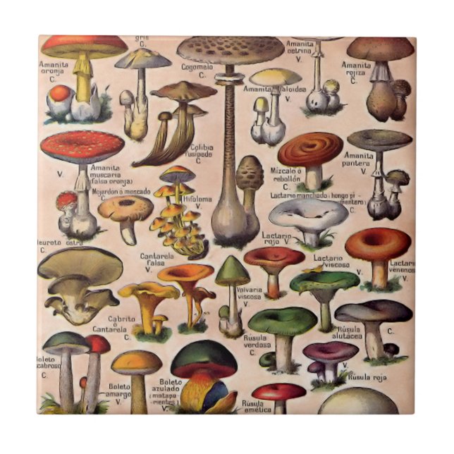 Vintage Mushroom Guide Tile (Front)