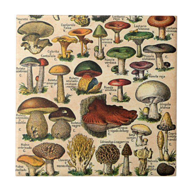 Vintage Mushroom Guide Tile (Front)