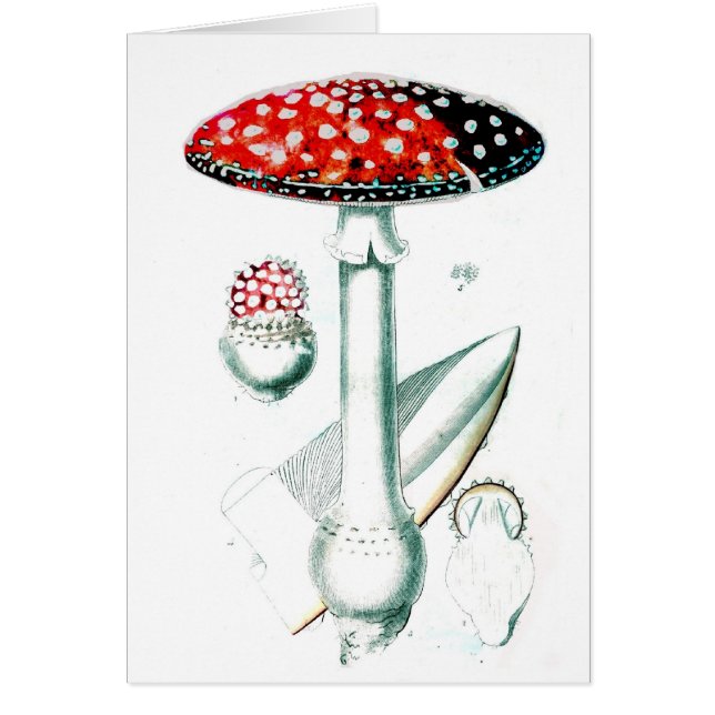 Vintage Mushroom Illustration (Front)