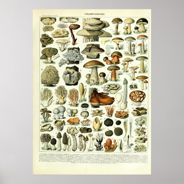 Vintage Mushroom Illustrations by Adolphe Millot Poster (Front)