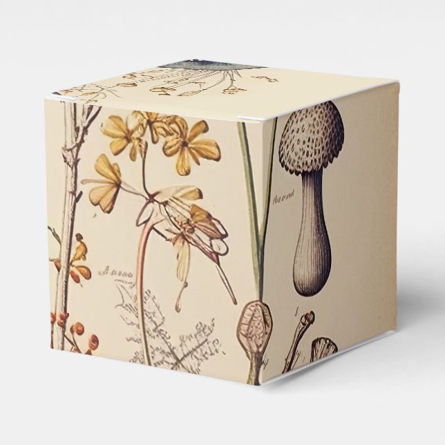 Vintage Mushroom Naturalist Favor Box (Front Side)