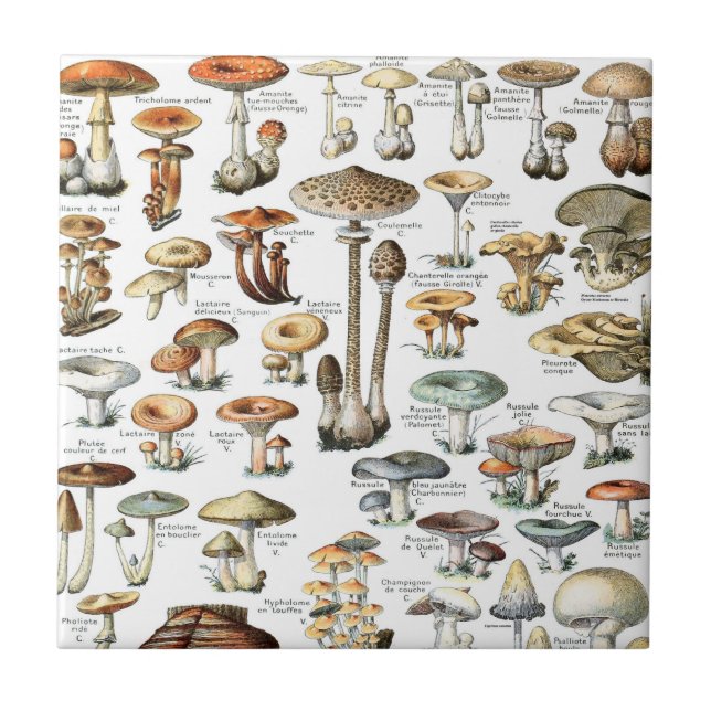 Vintage Mushroom Pattern Tile (Front)