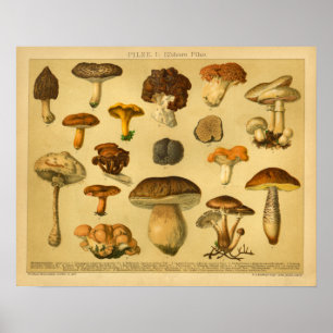 Vintage Mushroom Pilze Variety Toadstools Print