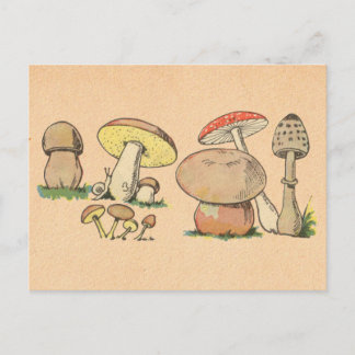 Vintage Mushroom Print Postcard