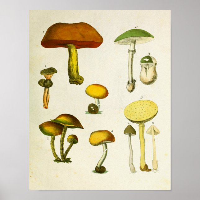 Vintage Mushrooms 1839 Art Print Yellow Green (Front)
