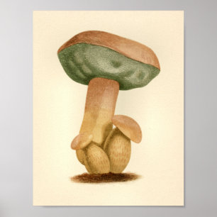 Vintage Mushrooms 1861 Art Print Green Cap