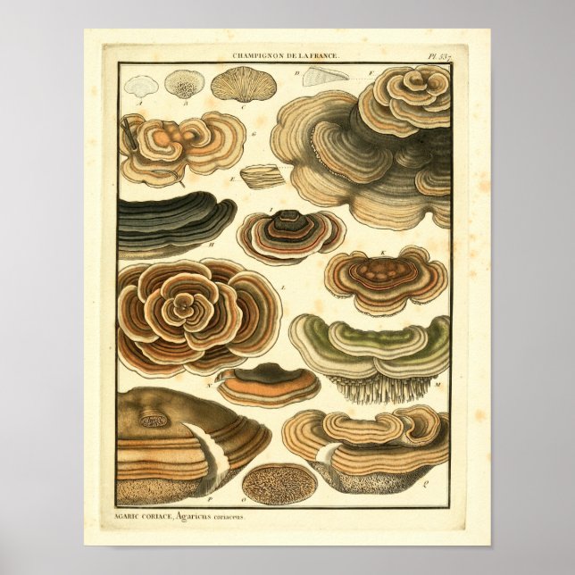Vintage Mushrooms Brown Fungus French Art Print (Front)