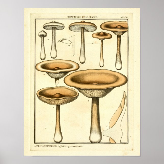 Vintage Mushrooms Brown Fungus French Art Print (Front)