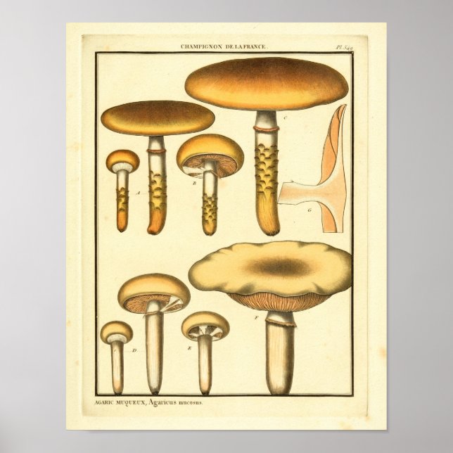 Vintage Mushrooms Brown Fungus French Art Print (Front)