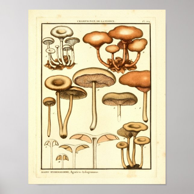 Vintage Mushrooms Brown White French Art Print (Front)