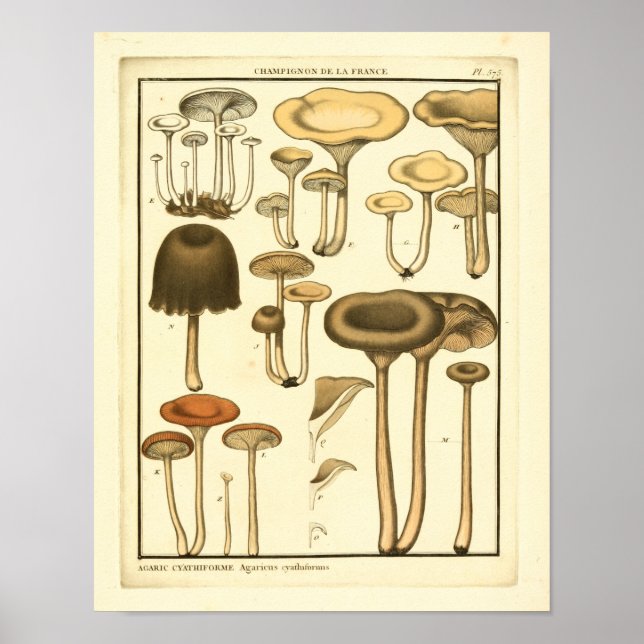 Vintage Mushrooms Brown White French Art Print (Front)