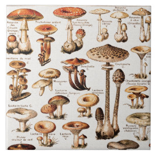 Vintage Mushrooms By Adolphe Millot Tile