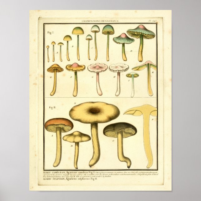 Vintage Mushrooms Green Yellow French Art Print (Front)