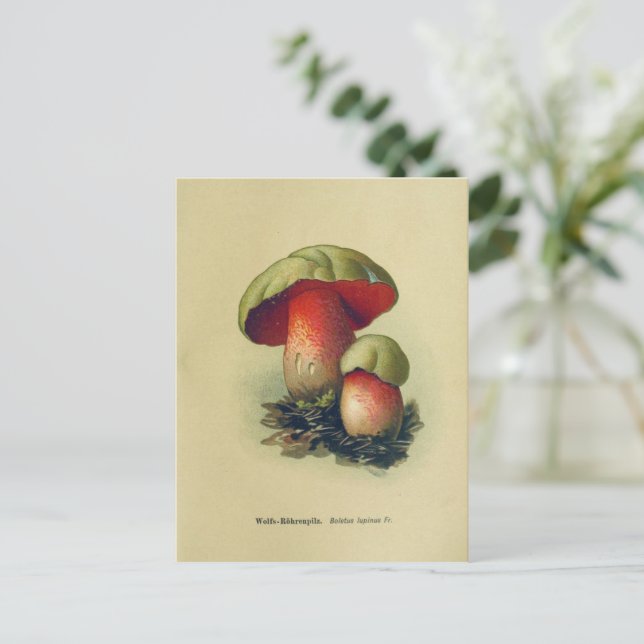 Vintage Mushrooms Postcard (Standing Front)