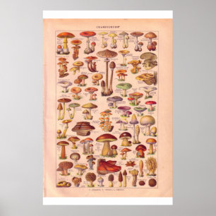 Vintage mushrooms poster 1920