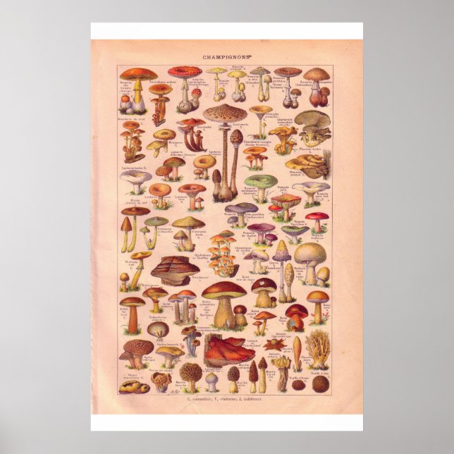Vintage mushrooms poster 1920 (Front)