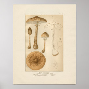 Vintage Mushrooms Print