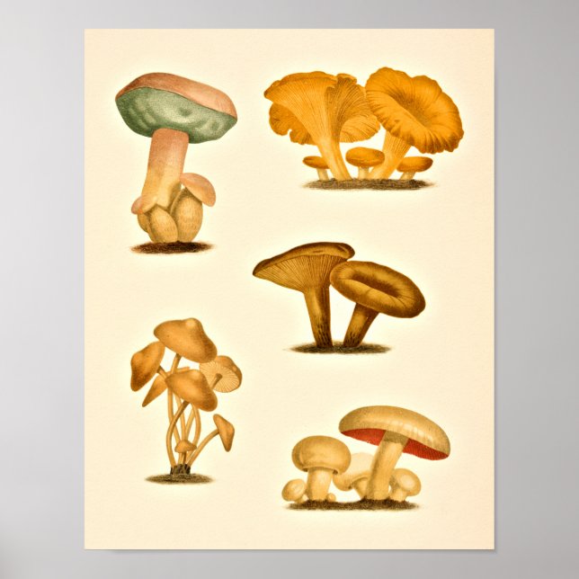 Vintage Mushrooms Varieties Art Print Red Green (Front)