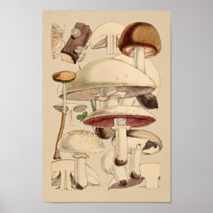 Vintage Mushrooms Varieties Red Brown Art Print