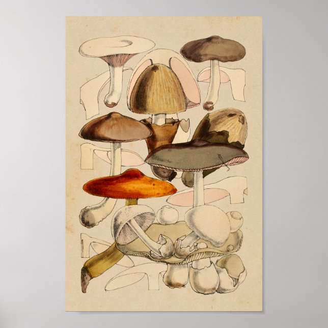 Vintage Mushrooms Varieties Red Brown Art Print (Front)