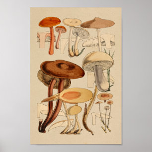 Vintage Mushrooms Varieties Red Brown Art Print