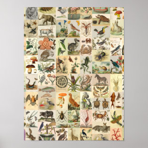 Vintage Natural History Art Collage Botanical Poster