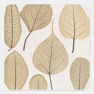 Vintage Naturalist Botanical Drawing   Leaves 1858 Square Sticker