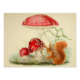 Vintage Nature Illustration - Squirrel, Mushrooms  Poster