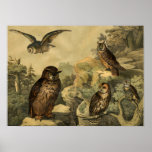 Vintage Nature's Wonders Owls in Forest Art Deco Poster<br><div class="desc">Image was from German Children’s Encyclopedia Bird Book Circa 1878. A perfect wall art home decor piece for Fall Season or owls lovers! This art piece would look great when framed in the home, office, bar, cafe, pub or restaurant! Please customize the poster size, texture, border and/or frame to suit...</div>