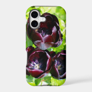 Vintage Néerlandais Violet Vert Tulipe Noire Photo