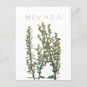 Vintage Nevada state flower travel mid century Pos Postcard