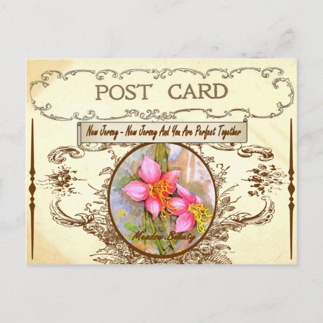 Vintage New Jersey State Flower Postcard (Front)