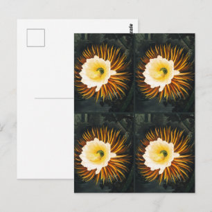 Vintage Night-Blowing Cereus Gothic Art Postcard