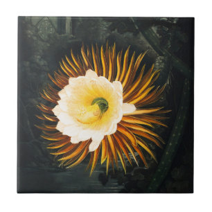 Vintage Night-Blowing Cereus Gothic Art Tile