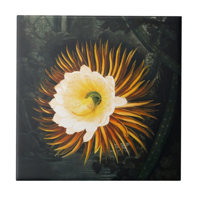 Vintage Night-Blowing Cereus Gothic Art Tile (Front)