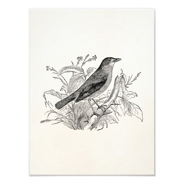 Vintage Nightingale Bird Personalized Retro Birds Photo Print (Front)
