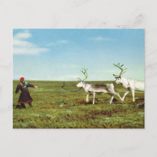 Vintage Norway, Lapland, Sami with reindeer Postcard (Front)