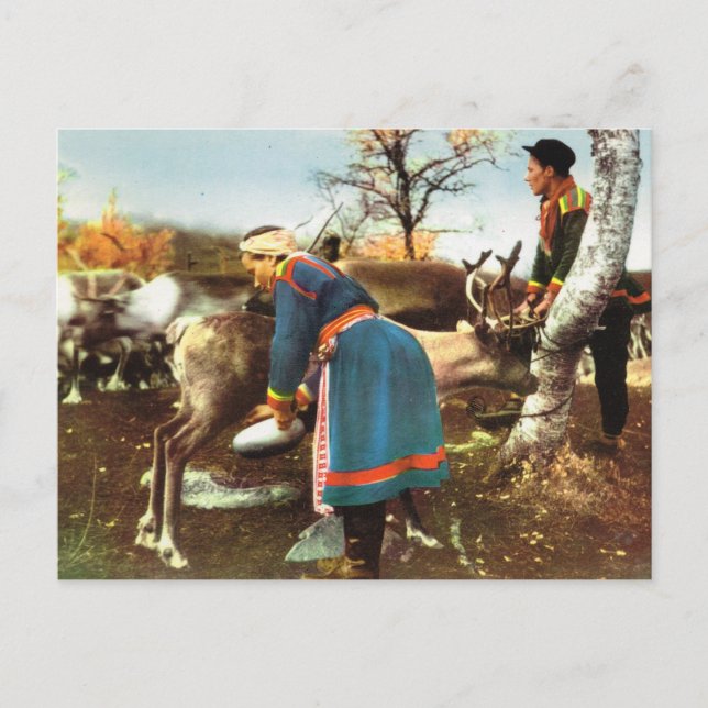 Vintage Norway, Milking a reindeer Postcard (Front)
