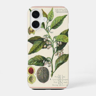 Vintage Nutmeg Plant Fruit Seeds, Food Herbs Spice iPhone 16 Case